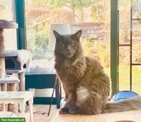 Maine Coon Kater sucht Diabetes-erfahrenes Herzenszuhause
