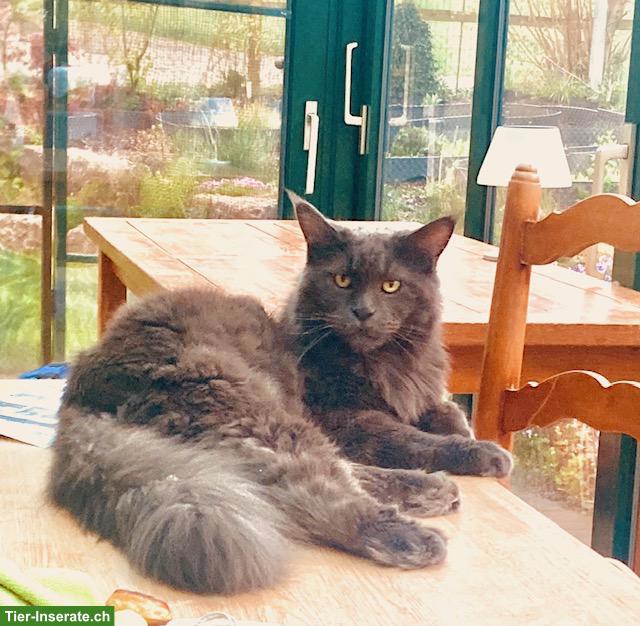 Bild 2: Maine Coon Kater sucht Diabetes-erfahrenes Herzenszuhause