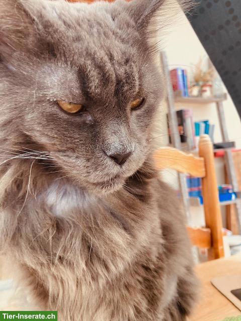 Bild 3: Maine Coon Kater sucht Diabetes-erfahrenes Herzenszuhause