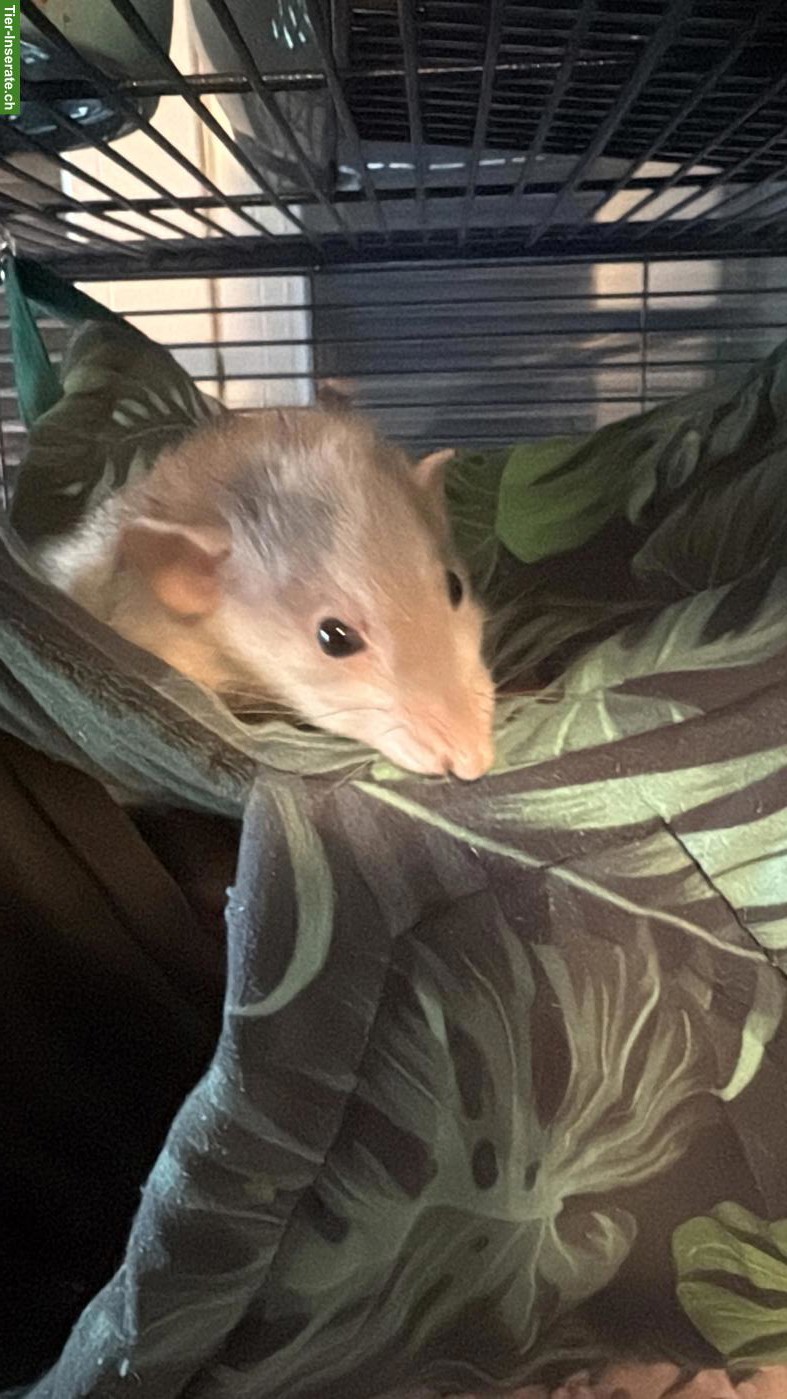 Bild 2: Süsse Rattenbabys zu vergeben