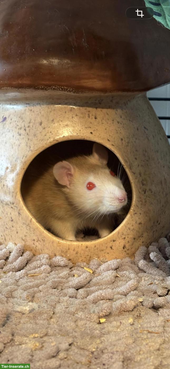 Bild 3: Süsse Rattenbabys zu vergeben