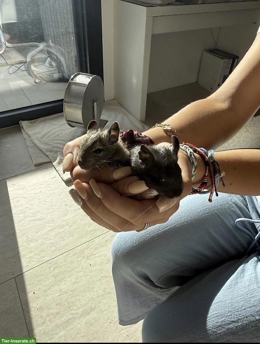 3 Degu Weibchen inkl. neuem Käfig, Zubehör & Futter