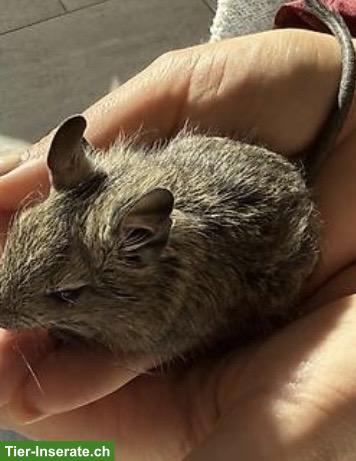 Bild 2: 3 Degu Weibchen inkl. neuem Käfig, Zubehör & Futter