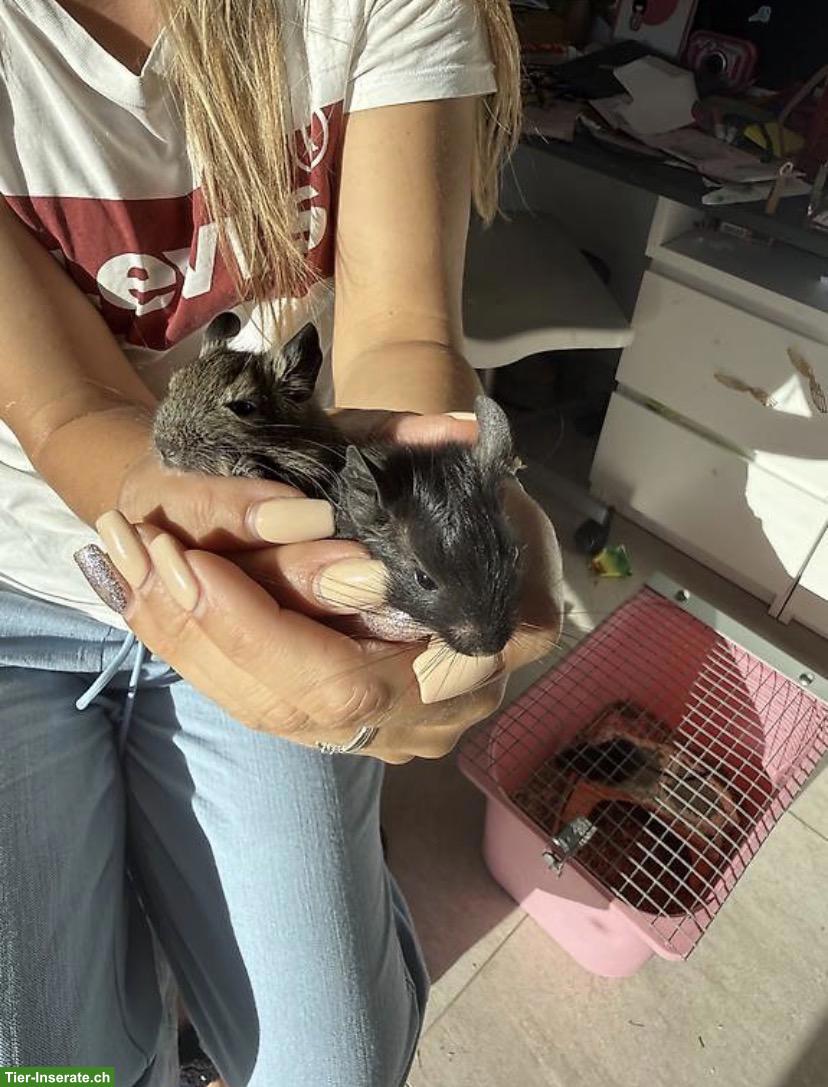 Bild 3: 3 Degu Weibchen inkl. neuem Käfig, Zubehör & Futter