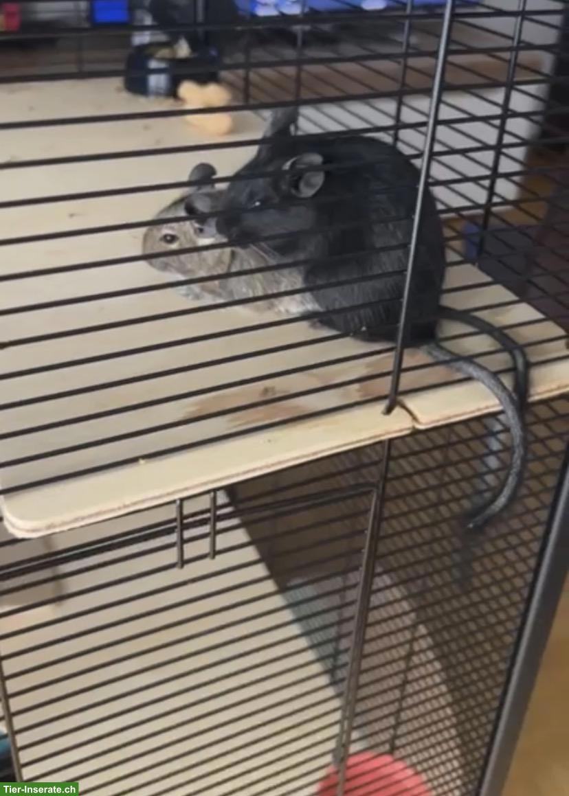 Bild 4: 3 Degu Weibchen inkl. neuem Käfig, Zubehör & Futter