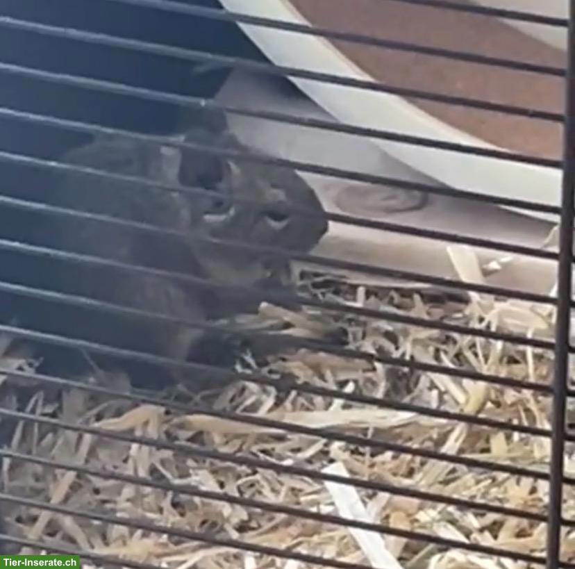 Bild 5: 3 Degu Weibchen inkl. neuem Käfig, Zubehör & Futter