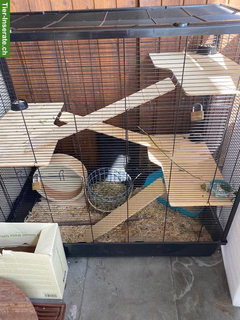 Bild 6: 3 Degu Weibchen inkl. neuem Käfig, Zubehör & Futter