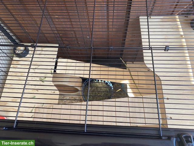 Bild 7: 3 Degu Weibchen inkl. neuem Käfig, Zubehör & Futter
