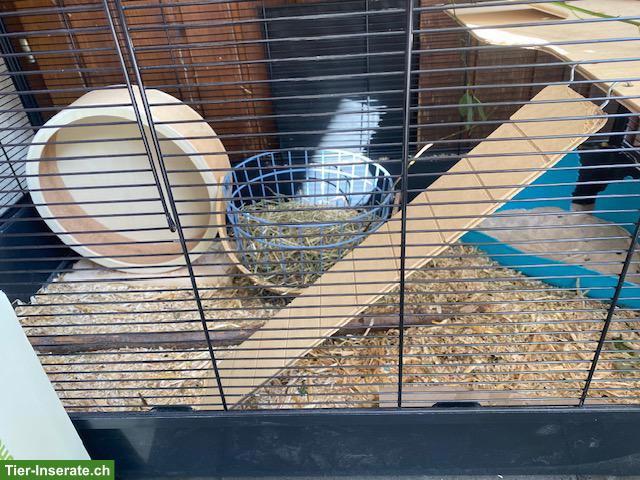 Bild 8: 3 Degu Weibchen inkl. neuem Käfig, Zubehör & Futter
