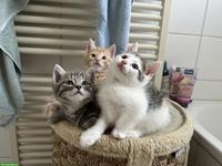 3 Kitten suchen neues Zuhause