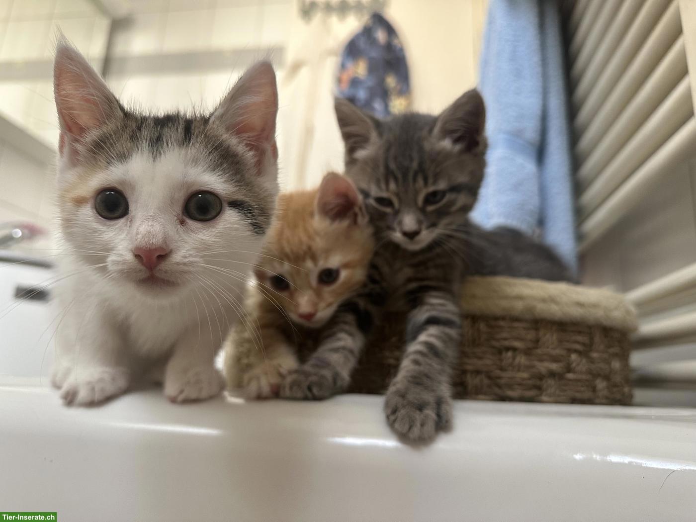 Bild 2: 3 Kitten suchen neues Zuhause
