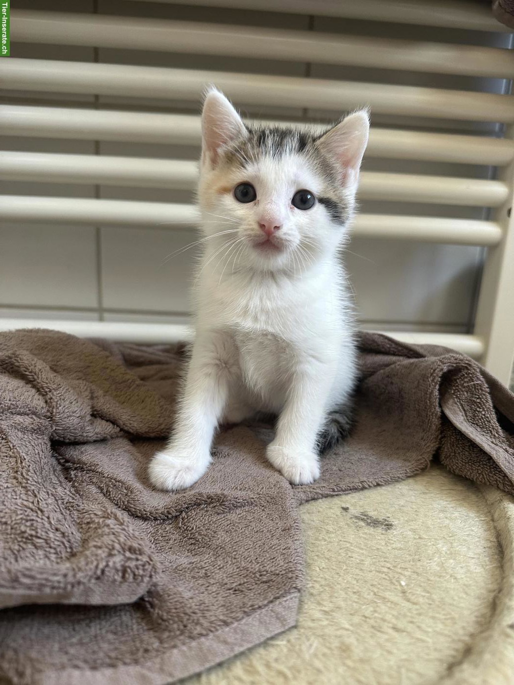 Bild 3: 3 Kitten suchen neues Zuhause