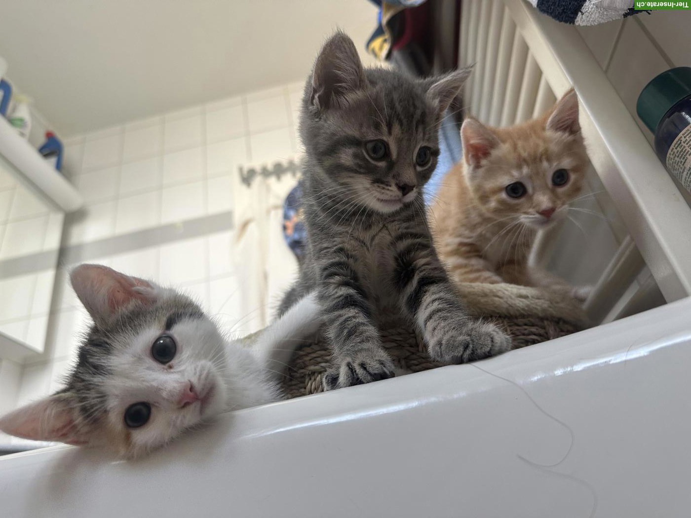 Bild 4: 3 Kitten suchen neues Zuhause