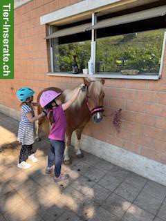 Bild 2: Pony Club Udligenswil LU