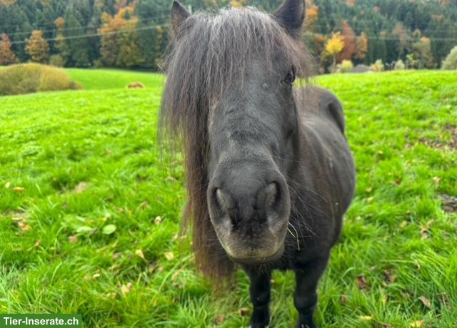 Bild 3: Pony Club Udligenswil LU