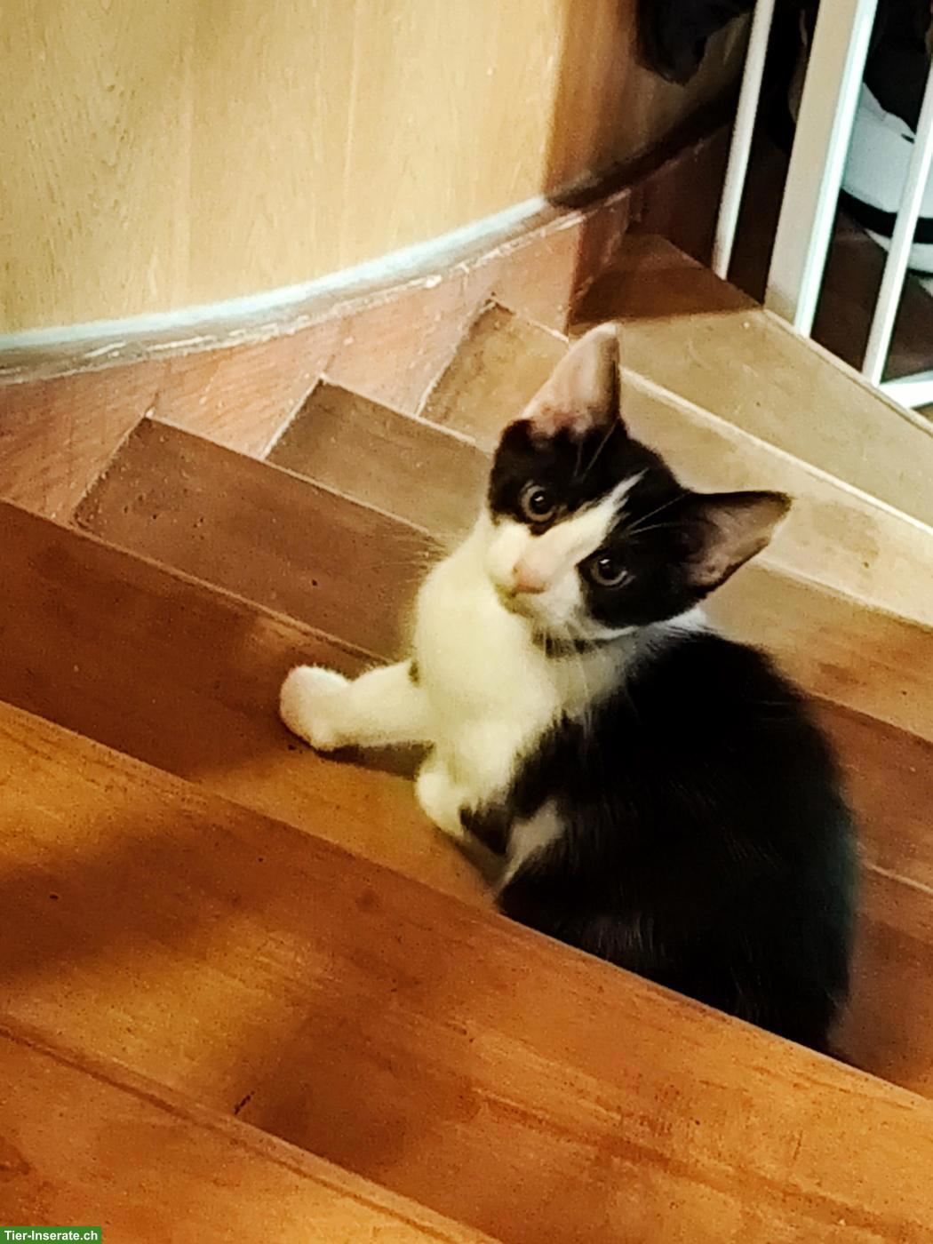 2 süssen Kätzchen suchen schönes Plätzchen