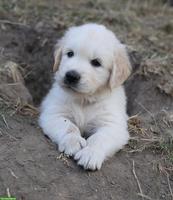 Golden Retriever Welpen abzugeben