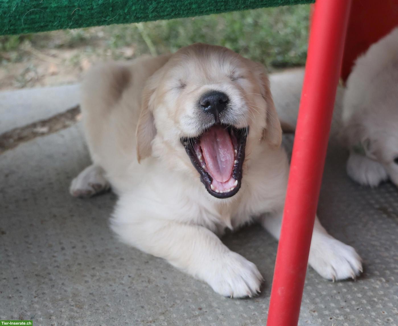Bild 10: Golden Retriever Welpen abzugeben