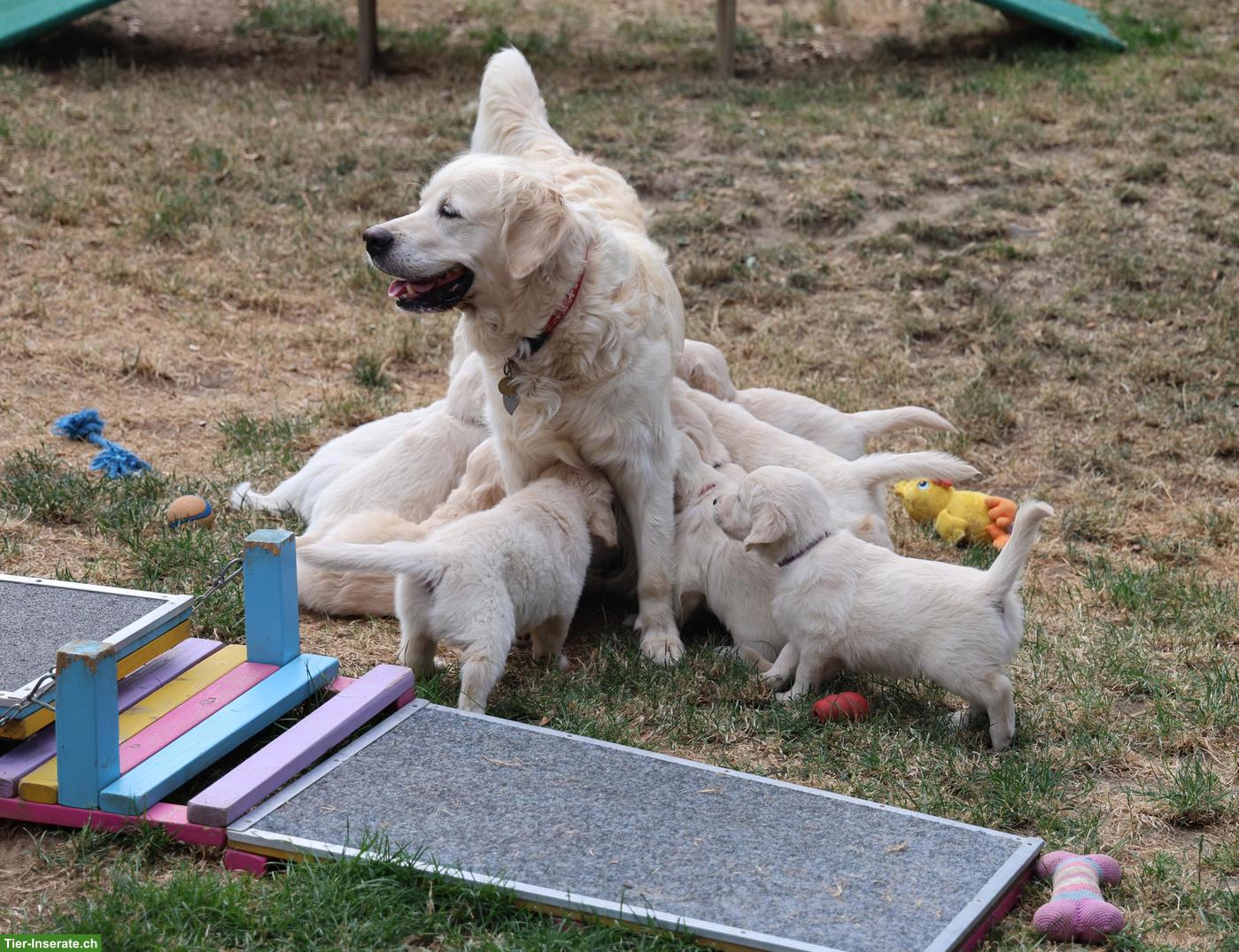 Bild 2: Golden Retriever Welpen abzugeben