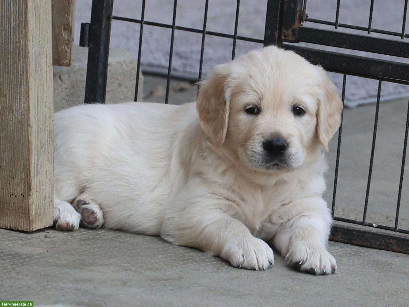 Bild 3: Golden Retriever Welpen abzugeben