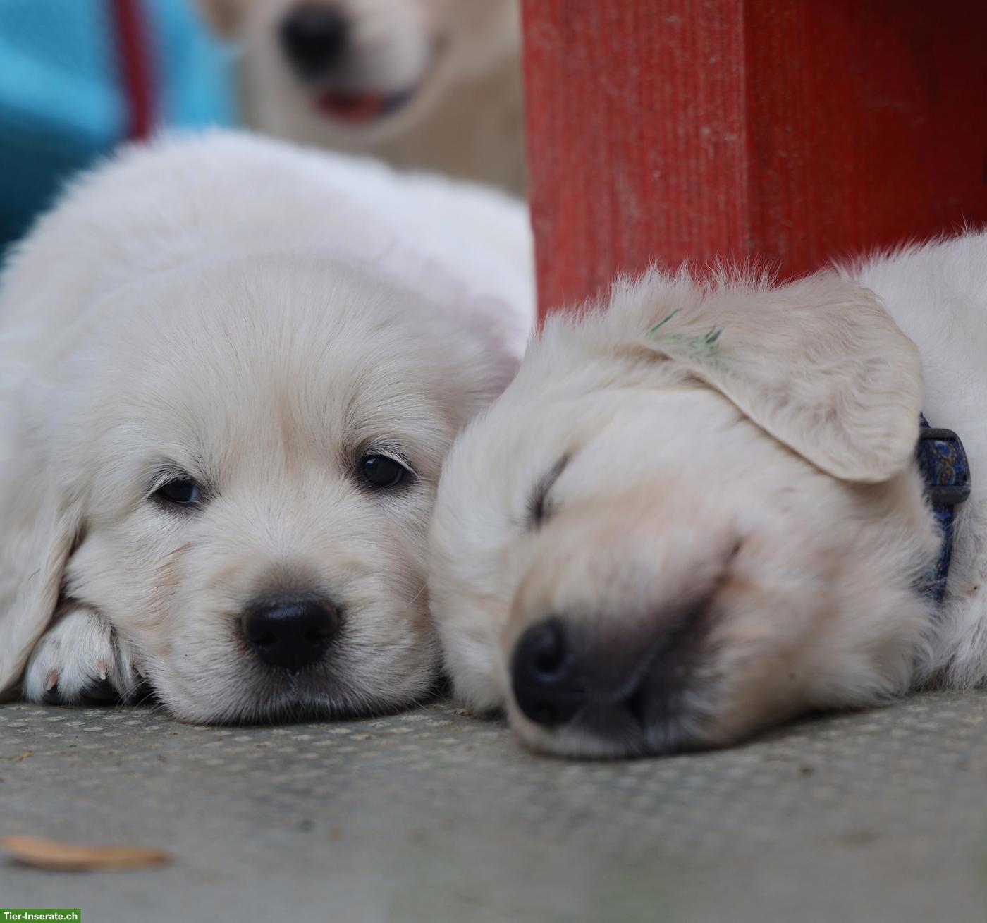Bild 4: Golden Retriever Welpen abzugeben