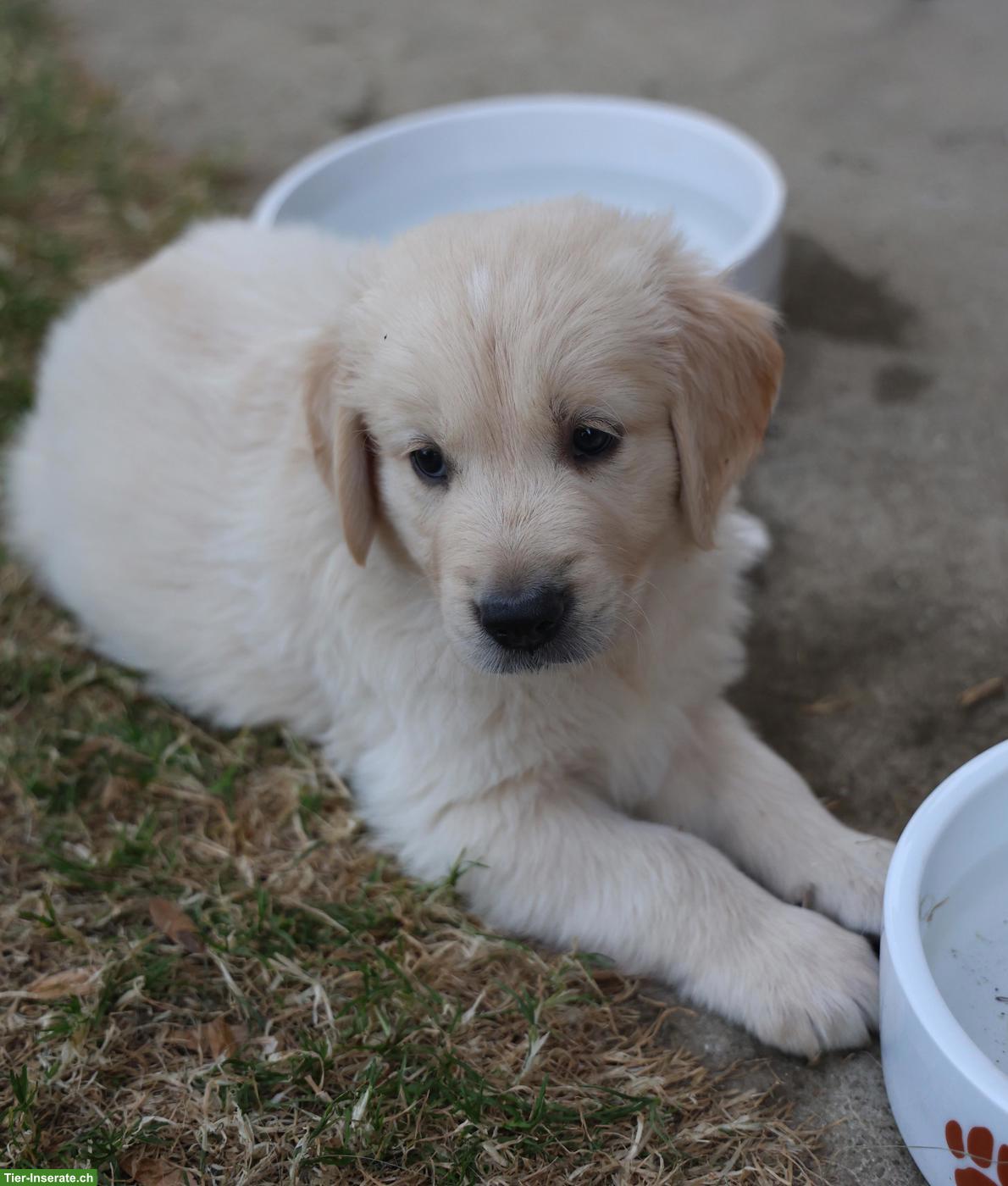 Bild 5: Golden Retriever Welpen abzugeben
