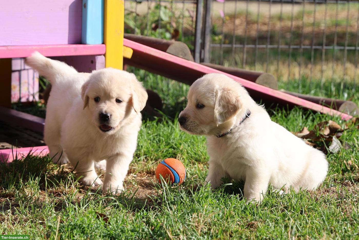 Bild 6: Golden Retriever Welpen abzugeben