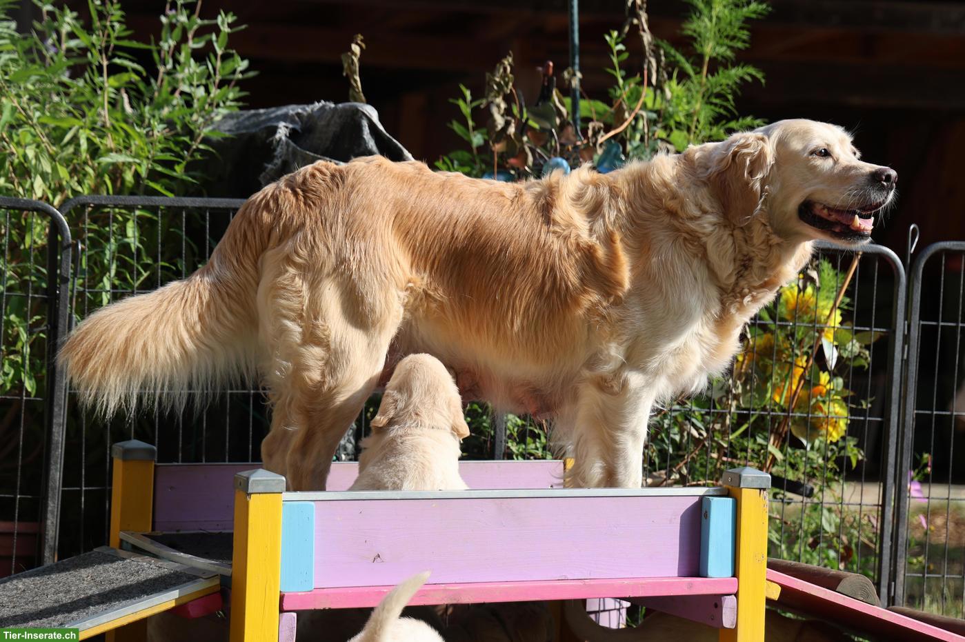 Bild 7: Golden Retriever Welpen abzugeben