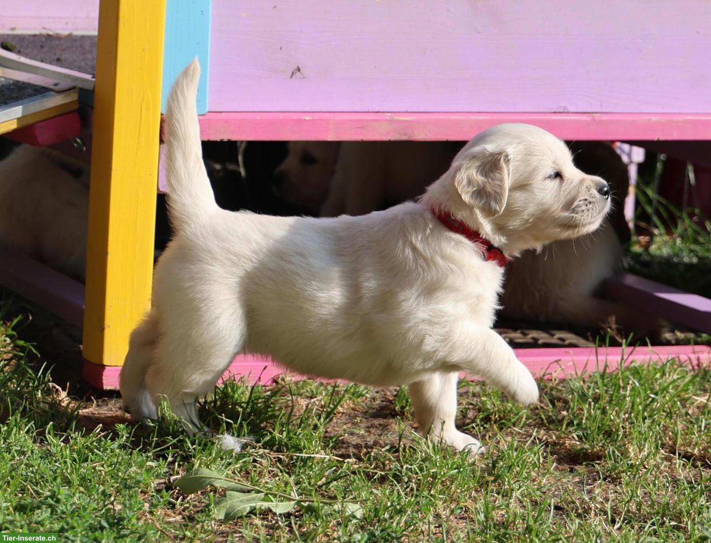Bild 8: Golden Retriever Welpen abzugeben