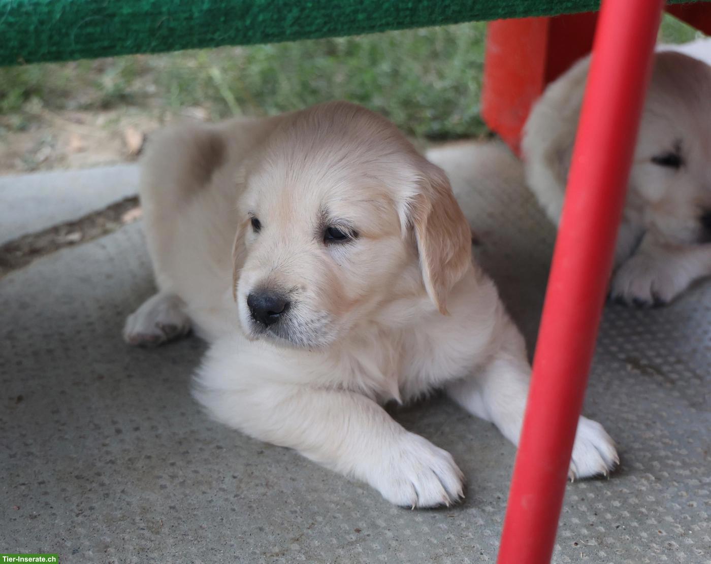 Bild 9: Golden Retriever Welpen abzugeben