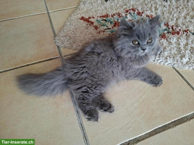 Britisch Langhaar Kitten (blau) mit Stammbaum