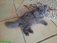 Britisch Langhaar Kitten (blau) mit Stammbaum