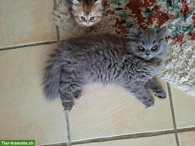 Bild 2: Britisch Langhaar Kitten (blau) mit Stammbaum