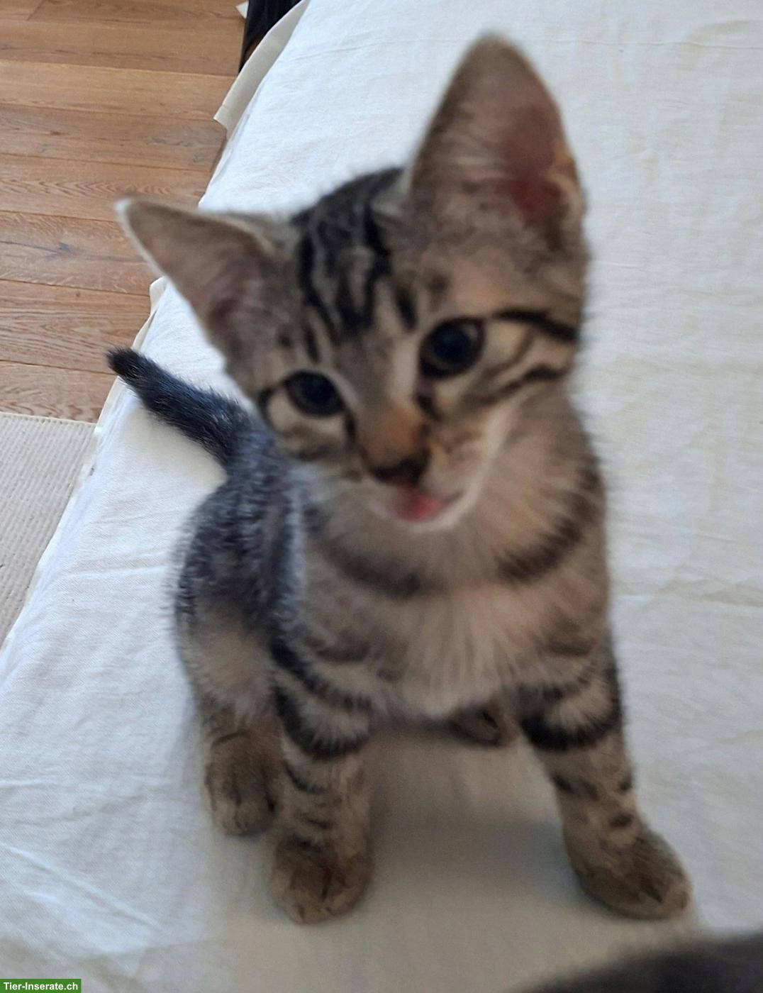 Verschmustes Kitten sucht seinen neuen Lebensplatz