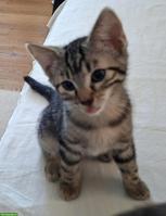Verschmustes Kitten sucht seinen neuen Lebensplatz