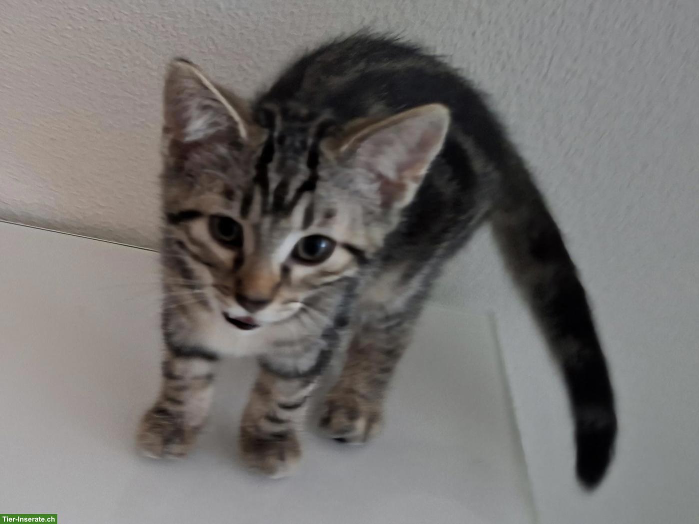 Bild 2: Verschmustes Kitten sucht seinen neuen Lebensplatz