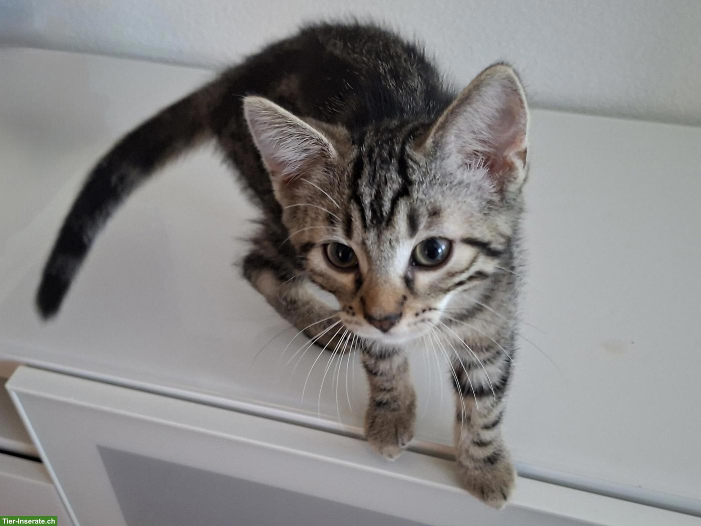 Bild 3: Verschmustes Kitten sucht seinen neuen Lebensplatz