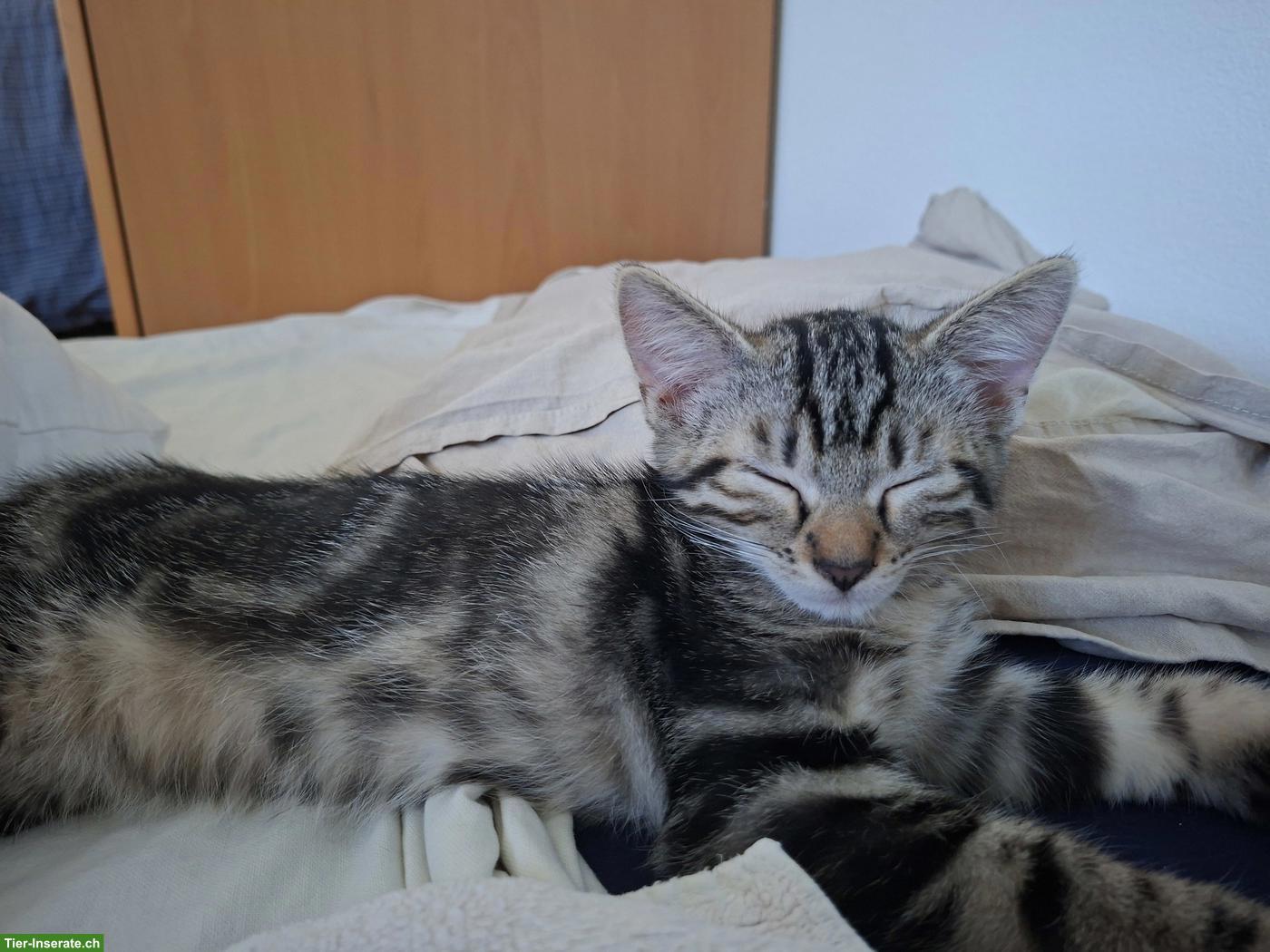 Bild 4: Verschmustes Kitten sucht seinen neuen Lebensplatz