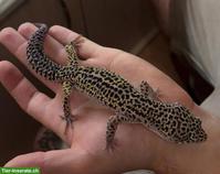 Leopardgeckos aus eigener Nachzucht