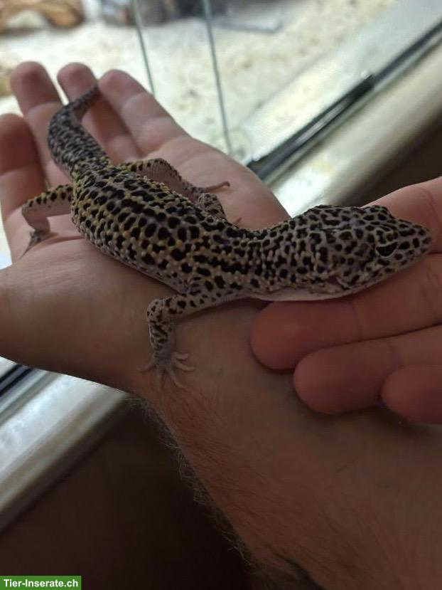 Bild 2: Leopardgeckos aus eigener Nachzucht
