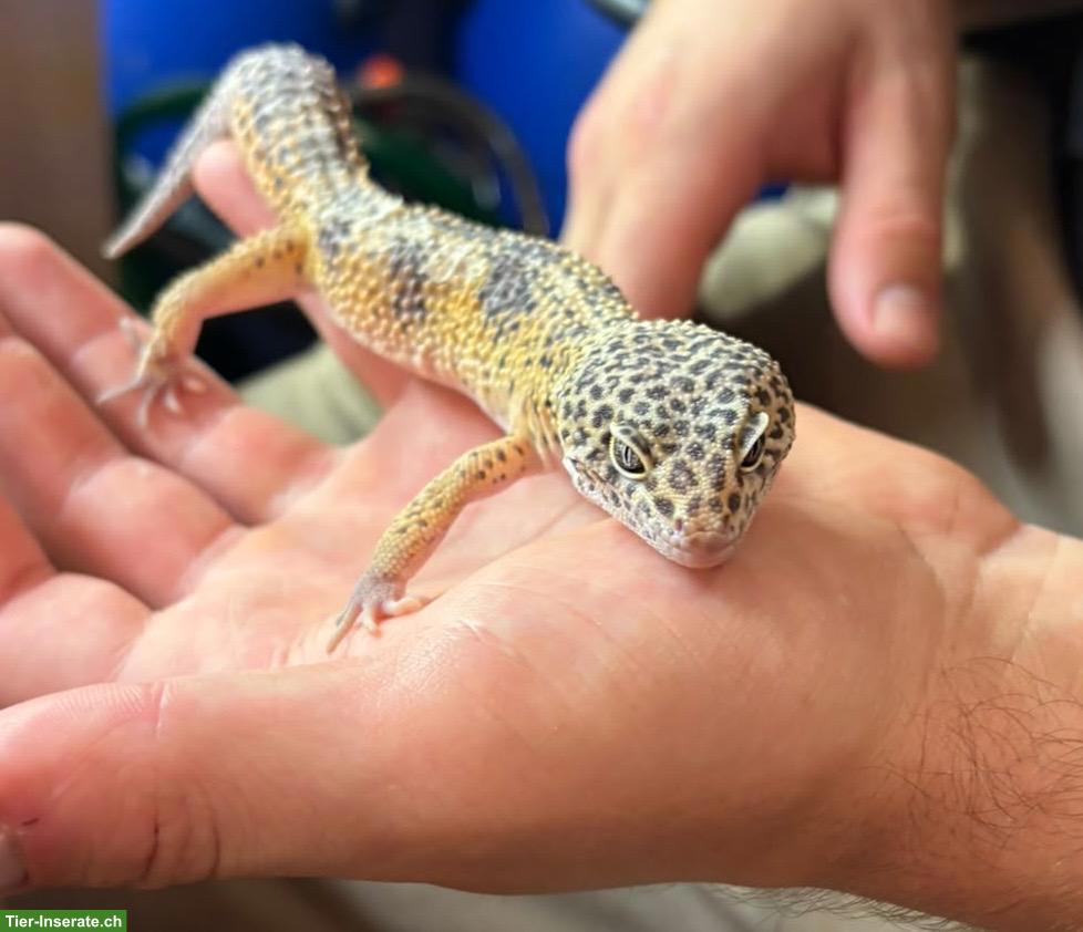 Bild 3: Leopardgeckos aus eigener Nachzucht