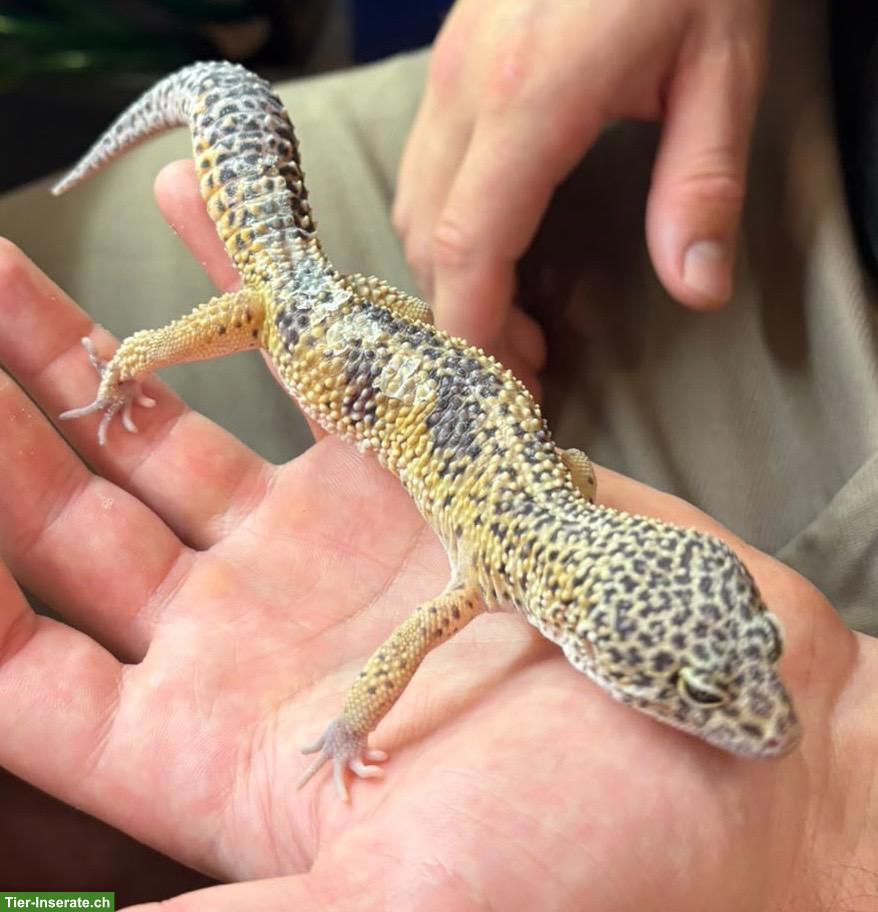 Bild 4: Leopardgeckos aus eigener Nachzucht