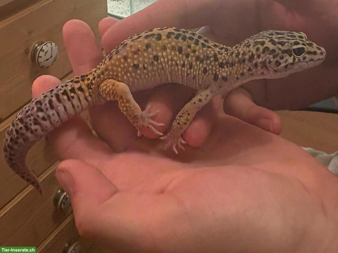 Bild 5: Leopardgeckos aus eigener Nachzucht