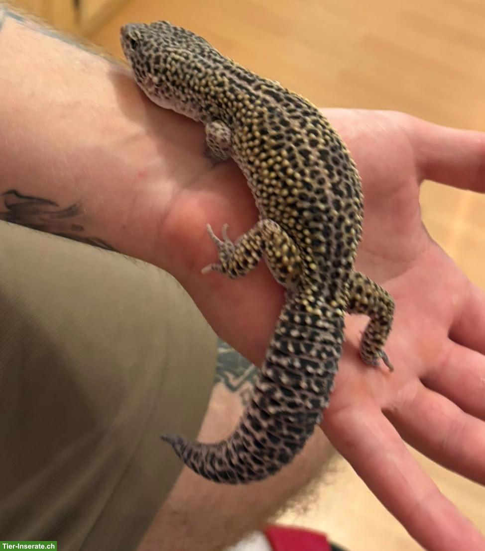 Bild 6: Leopardgeckos aus eigener Nachzucht