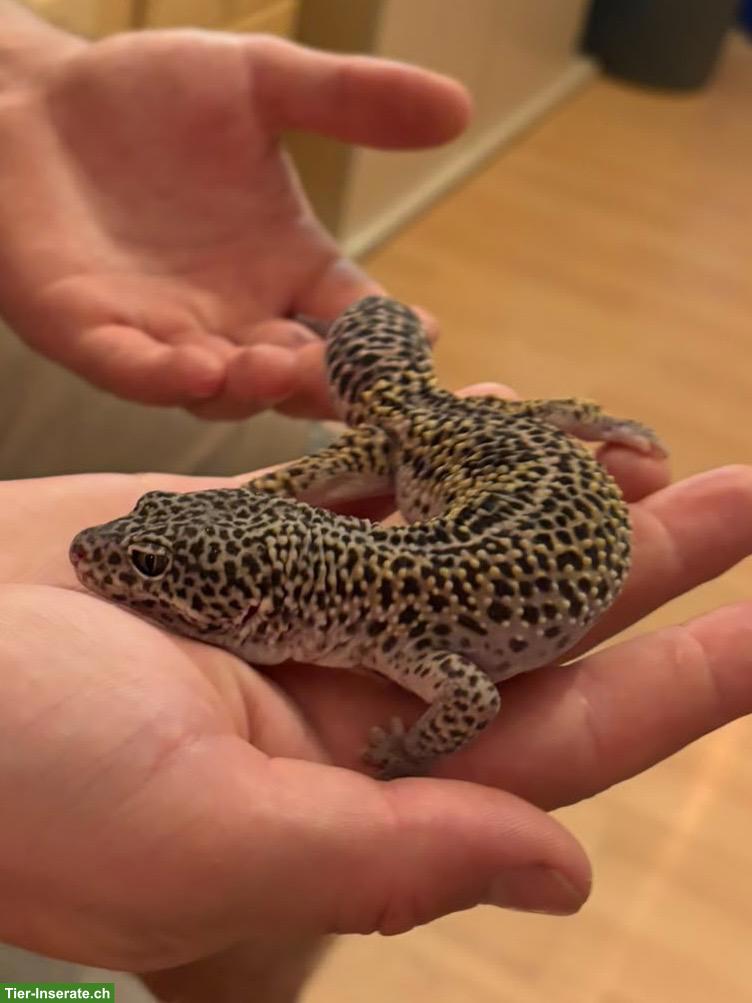 Bild 7: Leopardgeckos aus eigener Nachzucht