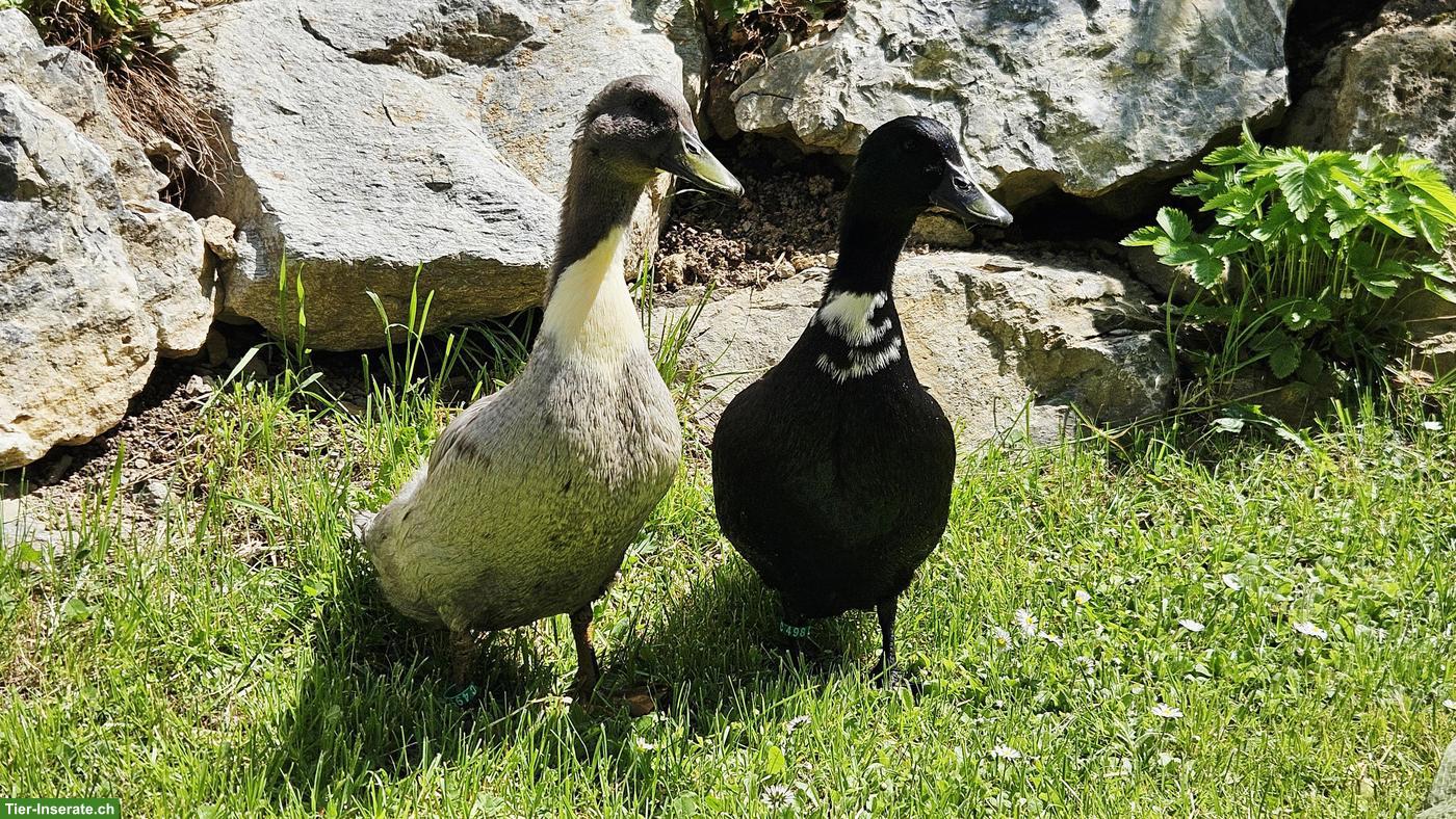 2 Pommerenten zu verschenken