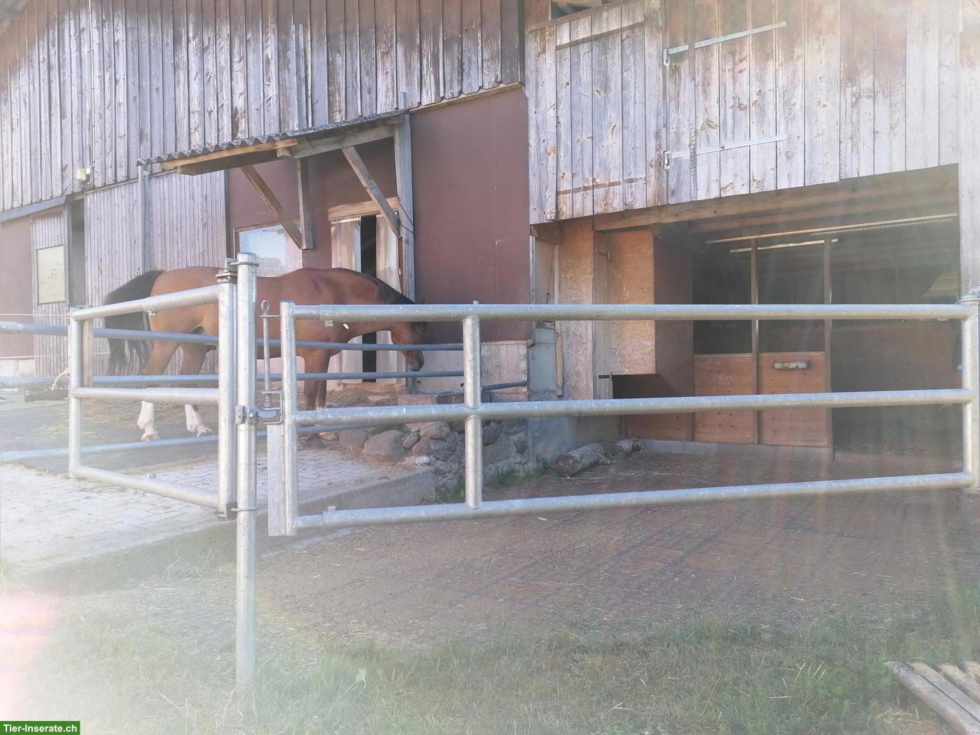 Bild 2: Kleiner, familiärer Pensionsstall auf Bio-Landwirtschaftsbetrieb