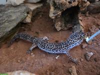 Leopardgecko Männchen mit Terrarium