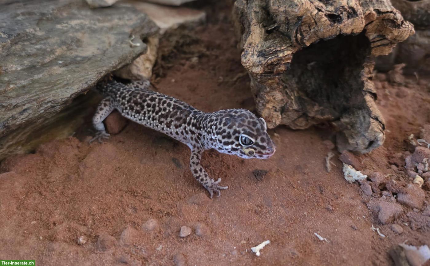 Bild 2: Leopardgecko Männchen mit Terrarium