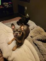 Französische Bulldoggen Rüde Knut sucht ein Zuhause
